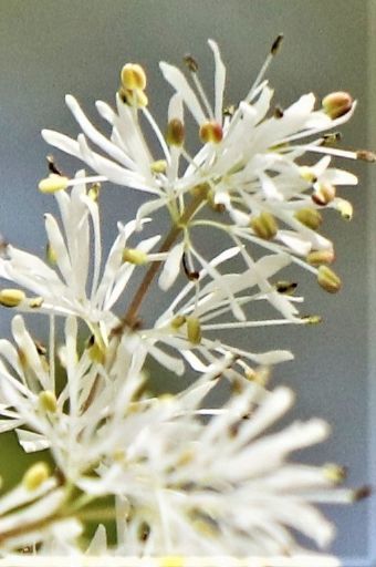 丘陵地の木の花 マルバアオダモ 雌 両性花 雄異株 花とみどりの四季 撮影メモ