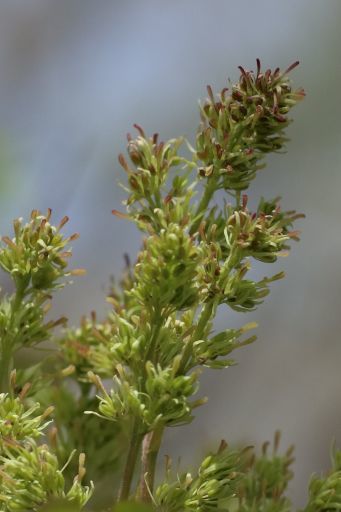 丘陵地の木の花 マルバアオダモ 雌 両性花 雄異株 花とみどりの四季 撮影メモ