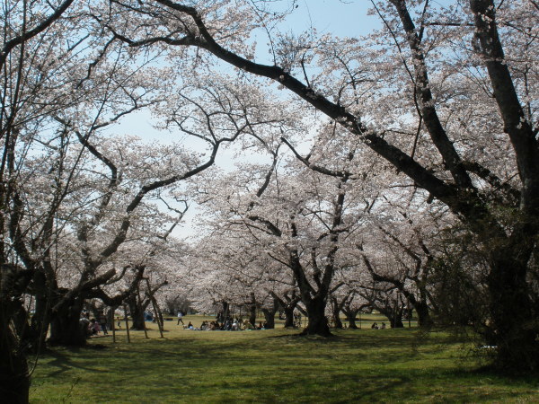 お花見散歩_e0338965_20384061.jpg