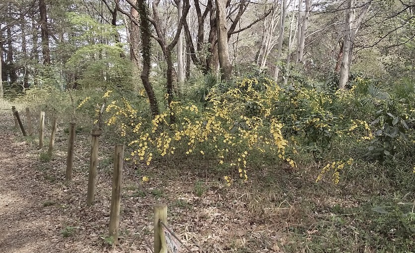 はや、ヤマブキが咲いて_f0291565_15252354.jpg