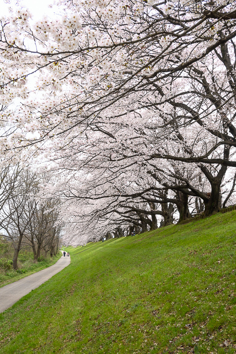 桜の散歩道_e0344066_22011402.jpg