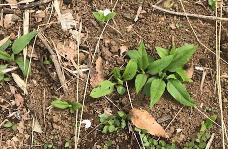小玉スイカの苗と種生姜を植え付け4・1_c0014967_07035367.jpg
