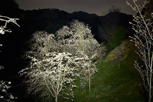 二上山と山の辺の道の桜 峰さんの山あるき