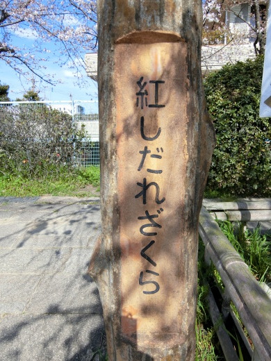 桜 第2弾_f0226671_10024264.jpg