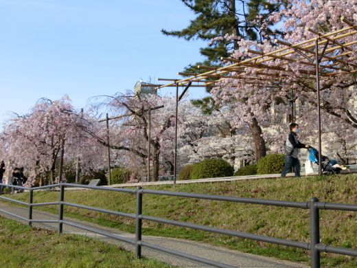 桜 第2弾_f0226671_10134291.jpg