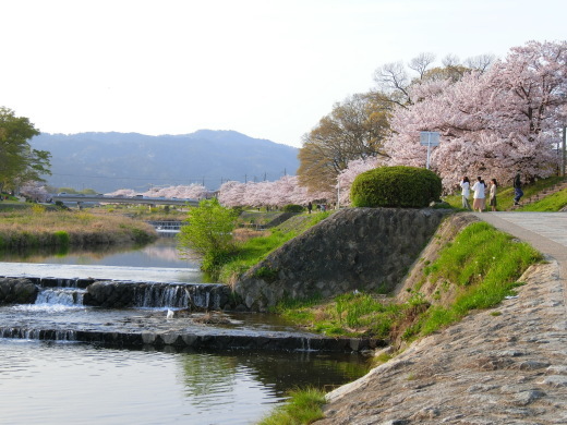 桜 第2弾_f0226671_10164109.jpg