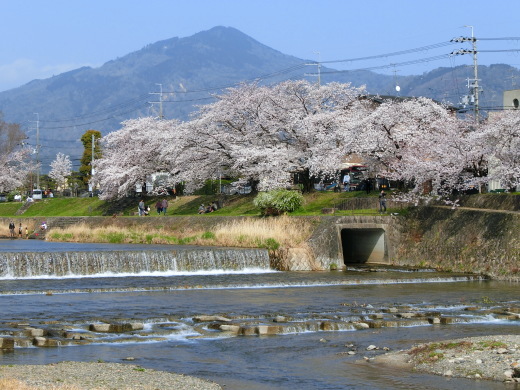 桜 第2弾_f0226671_10174585.jpg