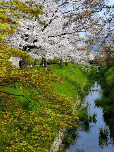 桜 第2弾_f0226671_10182900.jpg