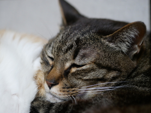 おっさんずの4月_f0054677_09140700.jpeg