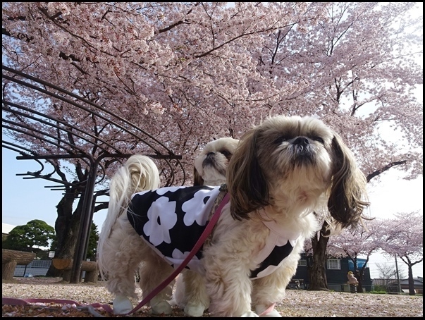 雌犬の避妊手術の時期 あゆみらなの 雌犬の避妊手術の時期 あゆみらなの
