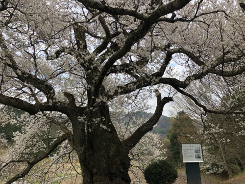 関の一本桜&#127800;&#127541;満開です。</div>_d0338282_21511638.jpg