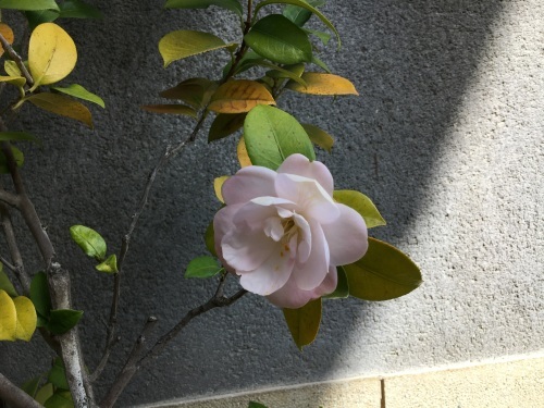 金曜日(その2)わんこの予防接種_f0347891_20313999.jpeg