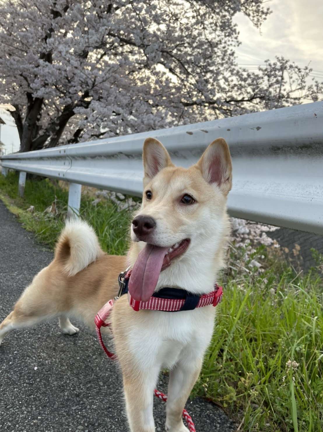 4月木曜午後診療そしてコロナ対策_d0178999_09351885.jpg