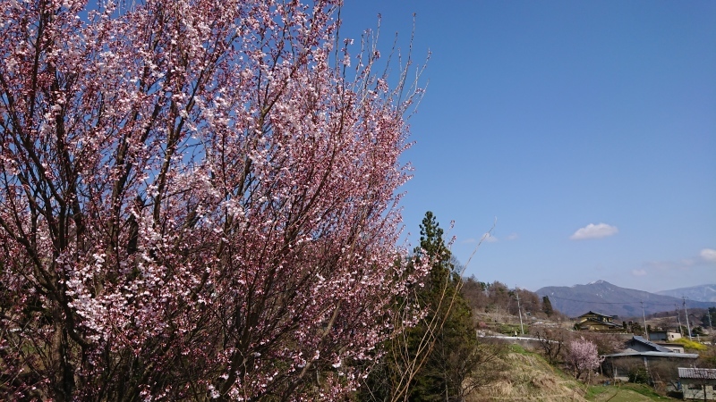 原種系チューリップと桜_c0320302_22095199.jpg