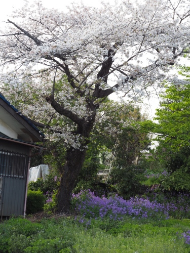 狭山丘陵散歩。_b0129807_20432509.jpeg