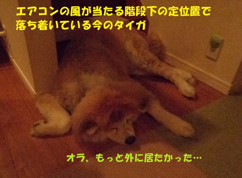 落ち着かない もももの部屋 怖がりゆえに攻撃的な秋田犬のタイガ 老犬雑種のベスの共同生活 保護活動の記録です 時々お空のモカも登場