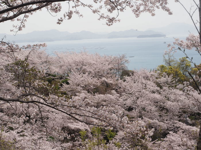 正福寺山公園の桜_c0116915_00503943.jpg