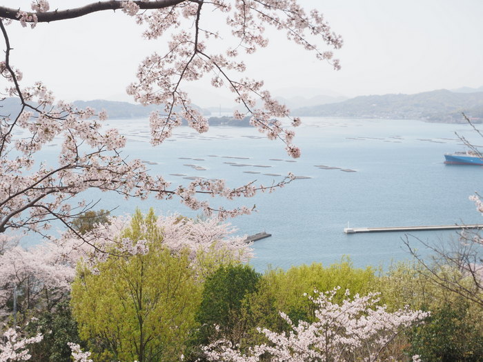 正福寺山公園の桜_c0116915_00505723.jpg