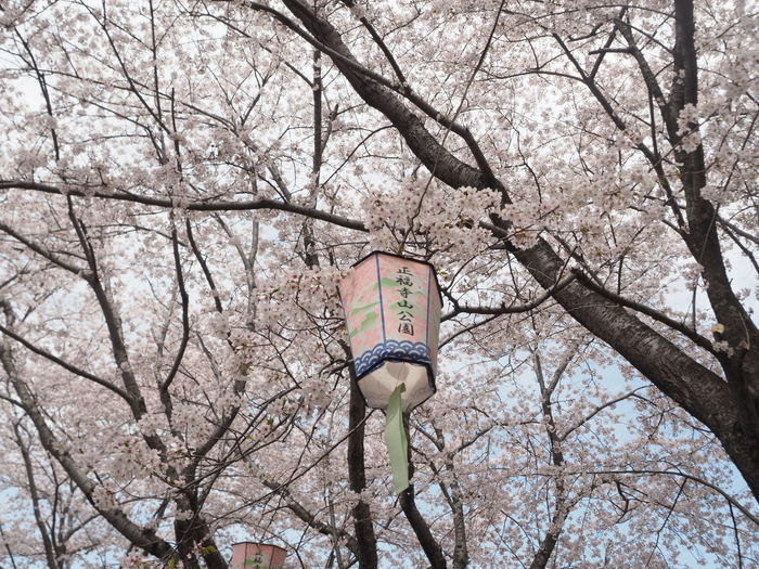 正福寺山公園の桜_c0116915_00512885.jpg