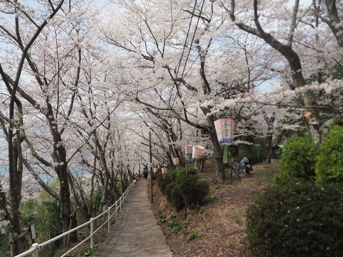 正福寺山公園の桜_c0116915_00514270.jpg