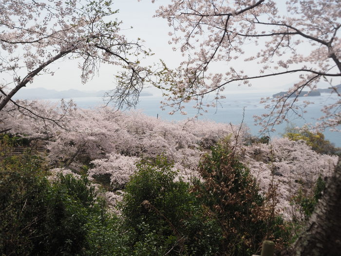 正福寺山公園の桜_c0116915_00515552.jpg
