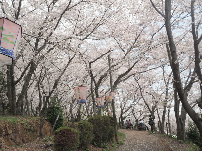 正福寺山公園の桜_c0116915_00522261.jpg