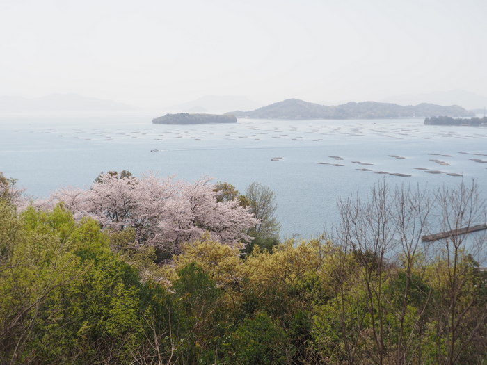 正福寺山公園の桜_c0116915_00540063.jpg