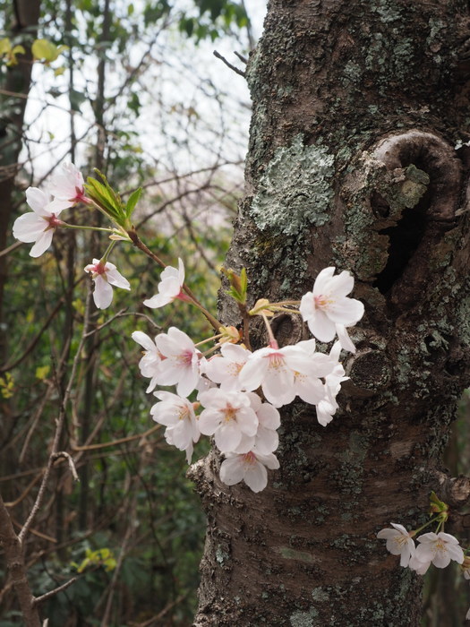 正福寺山公園の桜_c0116915_00541950.jpg