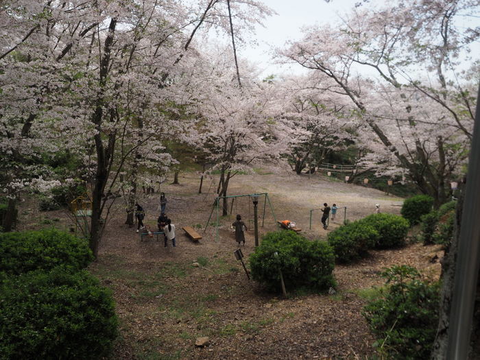 正福寺山公園の桜_c0116915_00543391.jpg