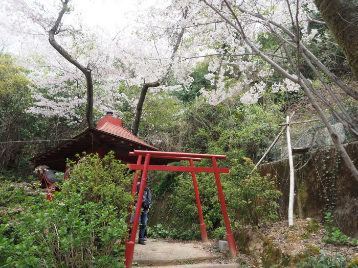 正福寺山公園の桜_c0116915_00544895.jpg