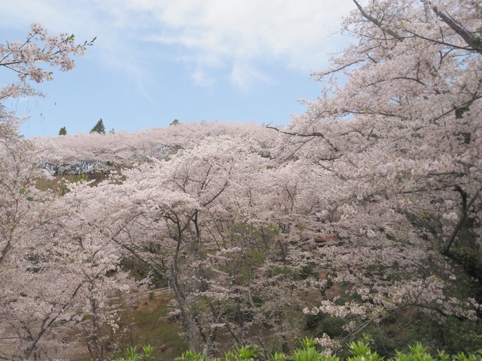 正福寺山公園の桜_c0116915_00550830.jpg