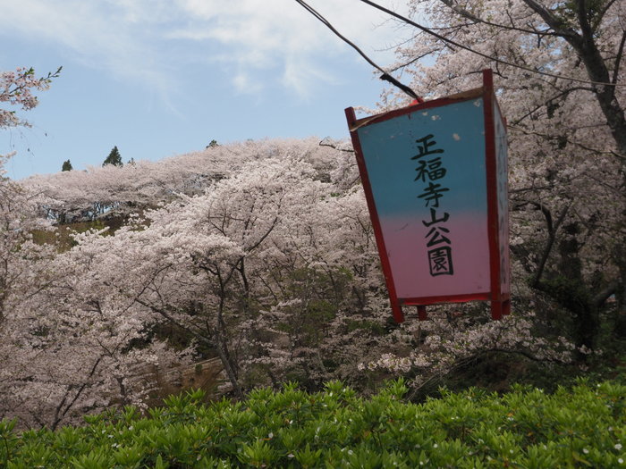 正福寺山公園の桜_c0116915_00552379.jpg