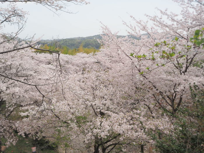 正福寺山公園の桜_c0116915_00563678.jpg