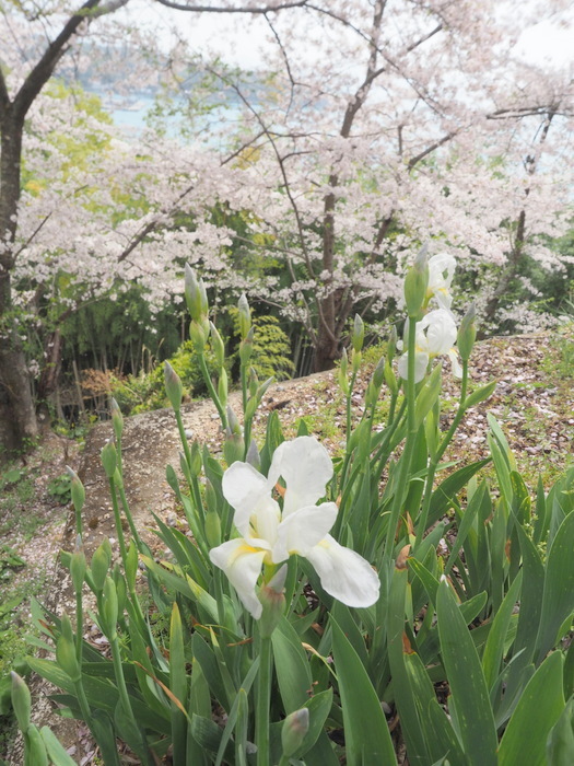 正福寺山公園の桜_c0116915_00585514.jpg