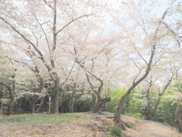 正福寺山公園の桜_c0116915_00593062.jpg