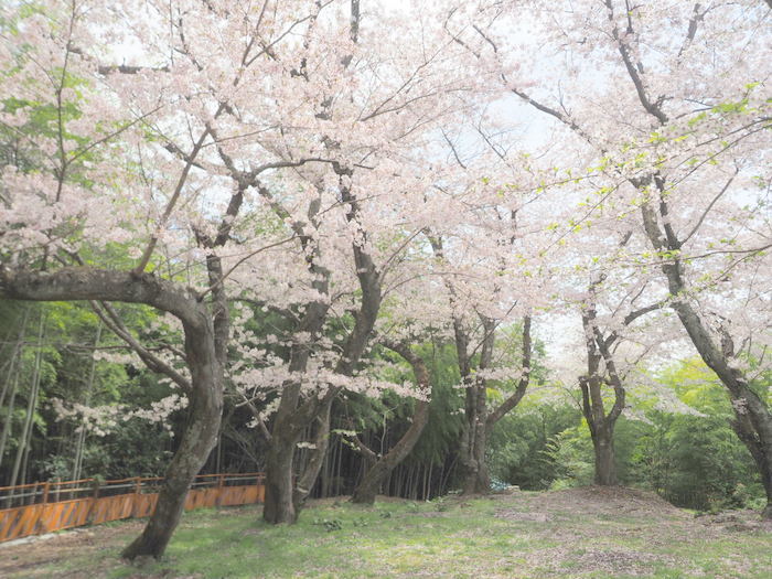 正福寺山公園の桜_c0116915_00595123.jpg