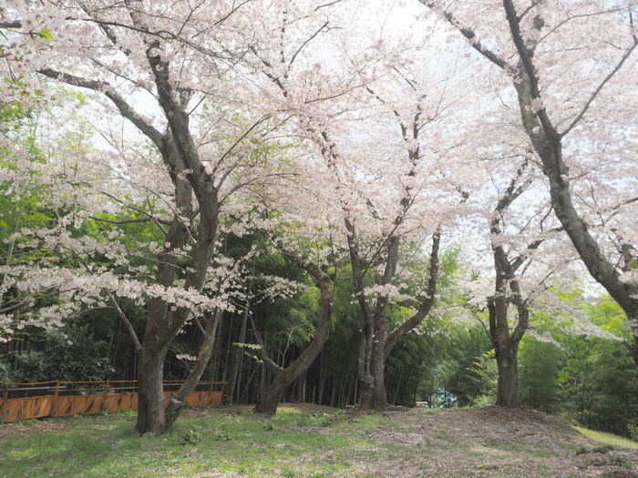 正福寺山公園の桜_c0116915_01000526.jpg