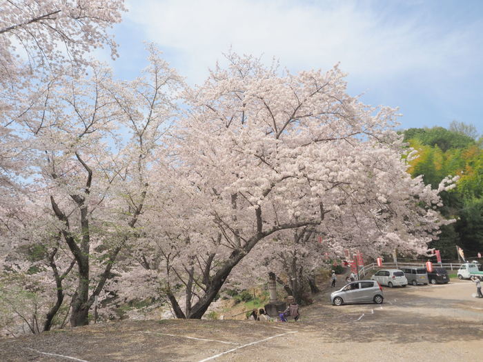 正福寺山公園の桜_c0116915_01002539.jpg