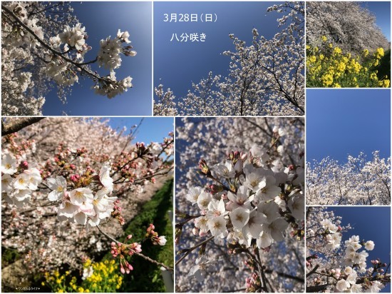* ありがとう、サクラ *_d0317115_20460704.jpg