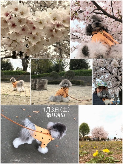 * ありがとう、サクラ *_d0317115_20461796.jpg