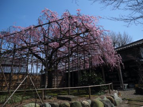 枝垂れ桜が見頃です_e0135219_09184171.png