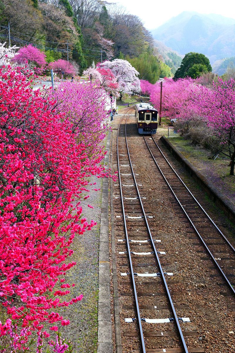 渡良瀬溪谷鉄道「神戸駅」は今ハナモモが満開で、桜と一緒に豪華絢爛！ ２０２１年４月１日の本当の話♪_a0031821_15591061.jpg