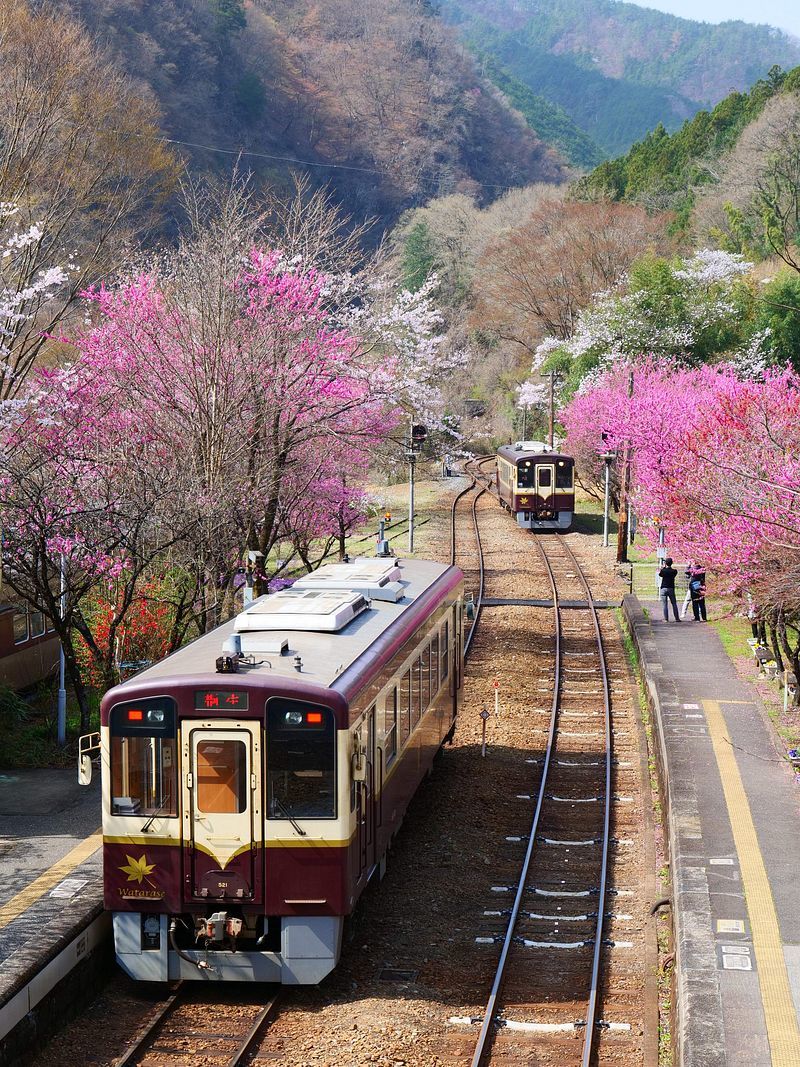 渡良瀬溪谷鉄道「神戸駅」は今ハナモモが満開で、桜と一緒に豪華絢爛！ ２０２１年４月１日の本当の話♪_a0031821_16184478.jpg