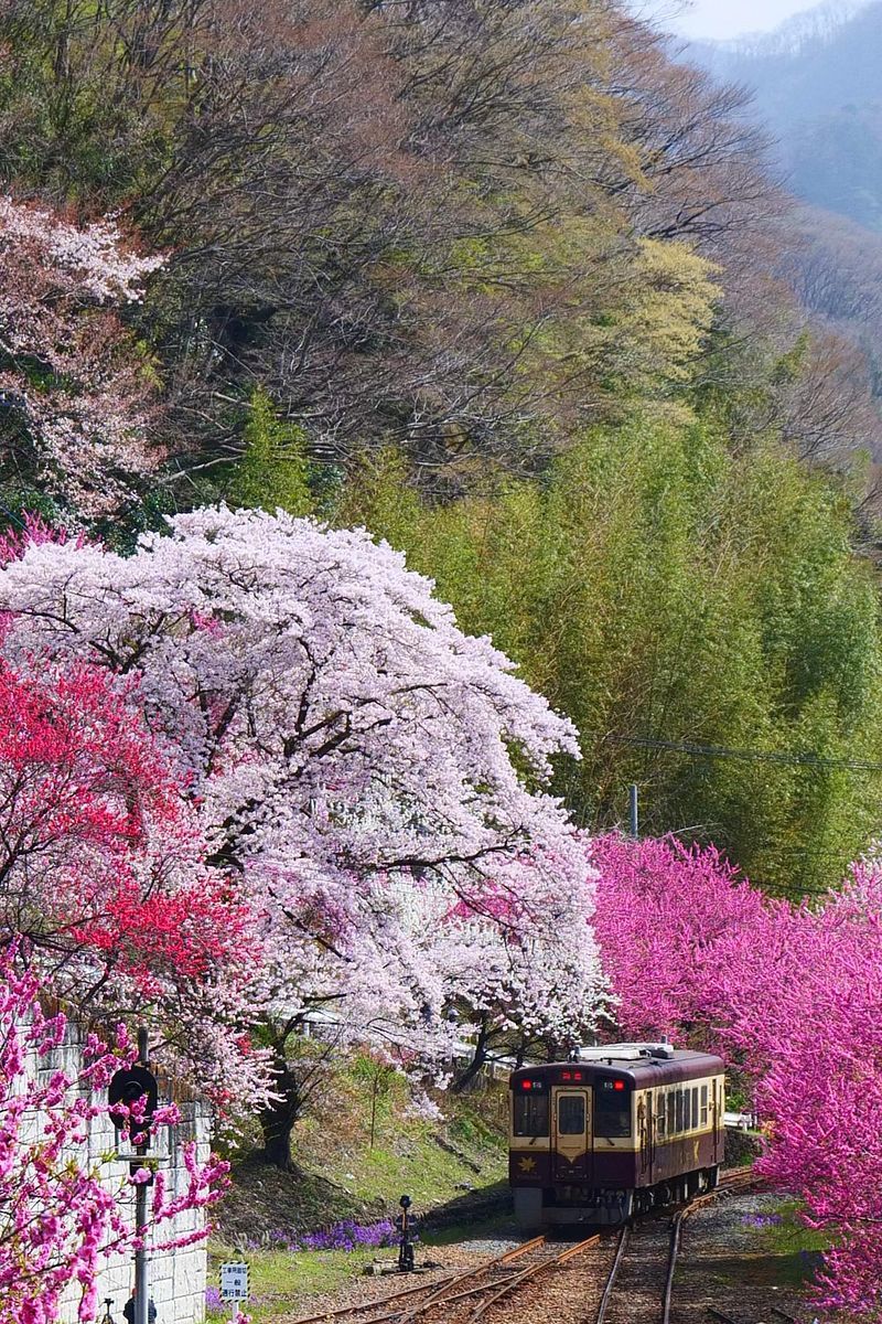 渡良瀬溪谷鉄道「神戸駅」は今ハナモモが満開で、桜と一緒に豪華絢爛！ ２０２１年４月１日の本当の話♪_a0031821_16560035.jpg