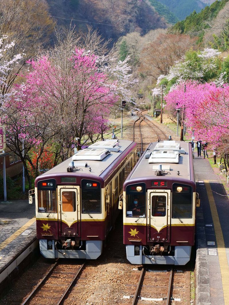 渡良瀬溪谷鉄道「神戸駅」は今ハナモモが満開で、桜と一緒に豪華絢爛！ ２０２１年４月１日の本当の話♪_a0031821_17571025.jpg