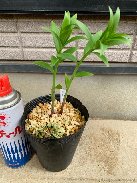 阿州ユリ販売～園芸のいのうえ屋 : 園芸のいのうえ屋