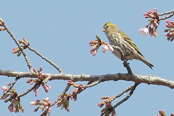 桜の花とマヒワ、梅の花とマヒワ_e0413627_16300091.jpg