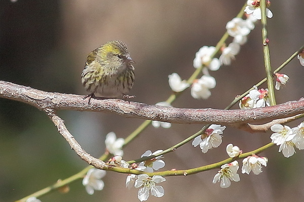 桜の花とマヒワ、梅の花とマヒワ_e0413627_16302874.jpg