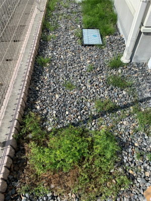 雑草対策に♪♪_a0253729_15535707.jpg