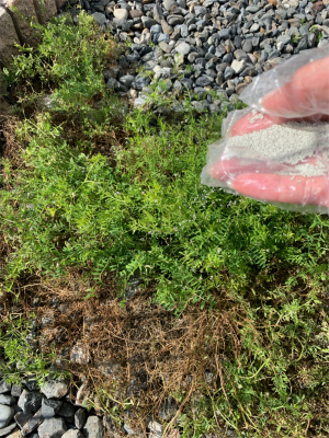 雑草対策に♪♪_a0253729_15540136.jpg